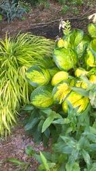 Height: 6-8 in Spread: 16-18 in Hosta Halcyon Best and most popular of the