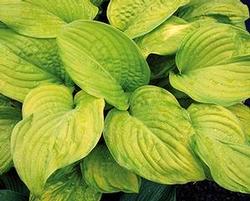 PART SHADE TO FULL SHADE Height: 20-24 in Zone: 3-8 Spread: - 30 in Hosta x