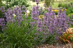 Height: 1-2 Feet -9 Spread: 30-36 in Lupine 'Gallery Mix' Stunning mix of colors- blue,
