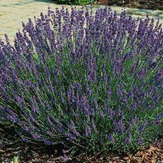 Lavander Early to flower, with large, purplish blue blossoms.