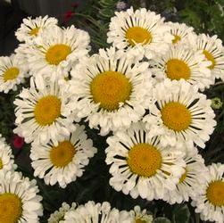 Daisy Fast growing, first-year-flowering perennial that presents a showy display of