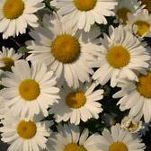 snow-white blooms with bright yellow centers. Attractive to bees and butterflies.