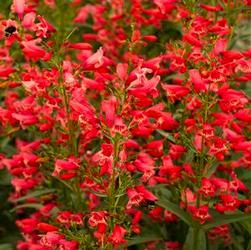 FULL SUN Height: 2-3 ft Zone: 3-8 Phlox paniculata Flame Series ' Pink Flame Grows well in