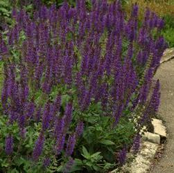 spikes of lavender-blue flowers on silvery foliage Height: 3-5 ft Spread: 3-4 ft Salvia