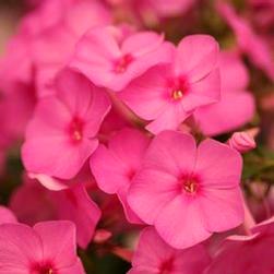 FULL SUN TO PART SHADE Height: 16-20 in -8 Spread: 12-14 in Phlox paniculata Flame Series