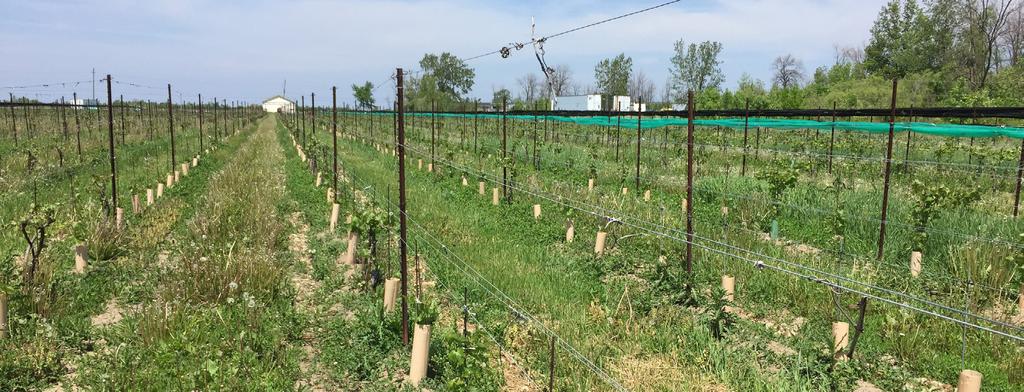 for SALE 545 Niagara Stone Road, Niagara-on-the-lake ON WINE INDUSTRY The Niagara Peninsula, Ontario Overview Ontario is the country s leading grape producer, accounting for about 85% of all Canadian