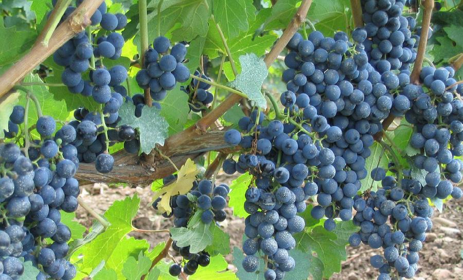 promoting an early start to the growing season. Clear, calm conditions often result in high daily temperature ranges and excellent growing conditions for grapes.