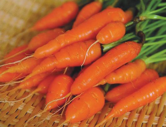 Orange Most carrots are orange and 7-10 inches long Many individual varieties, some even higher in betacarotene Cook by steaming or microwaving and add to soups, stews or roast, grill, or