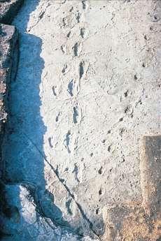 Picture: Fossilized footprints preserved near Olduvai Gorge in modern Tanzania show that hominids walked upright some 3.5 million years ago.