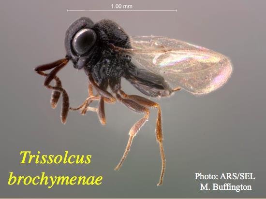 wide Native egg parasitoids are tested to see if they will attack BMSB: Super