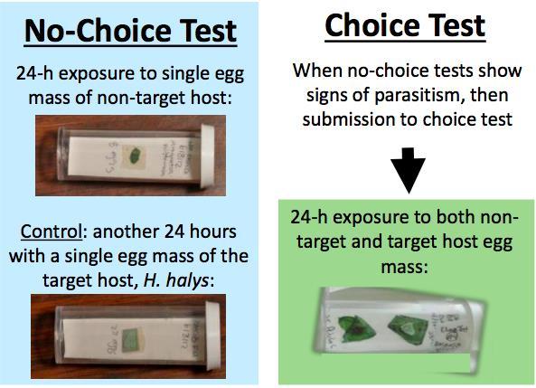 Choice/No-choice tests preformed with