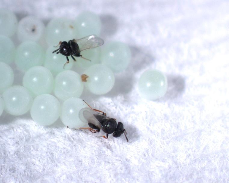 a host s egg mass Males emerge first and wait to mate with