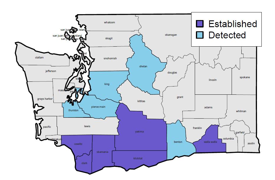 Current Known Distribution of BMSB in WA State Whatcom Skagit Snohomish Photo by