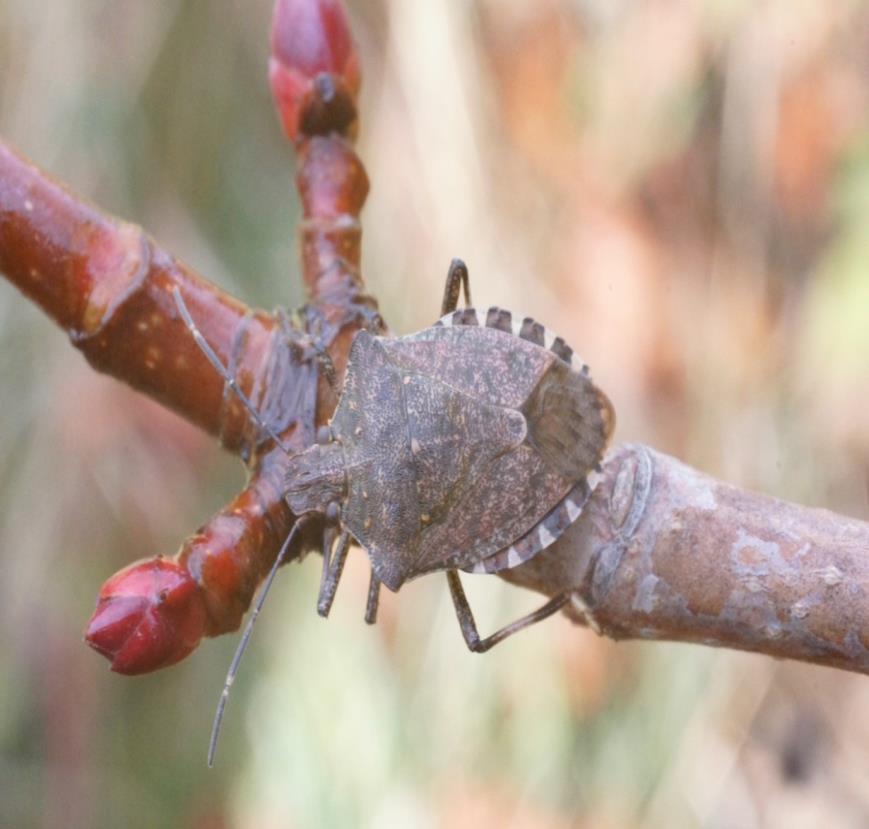 An Update on the Distribution of the Brown Marmorated Stink Bug in WA