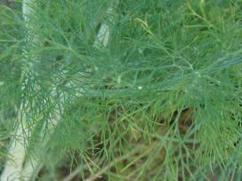 Dill Anethum graveolens Ferny foliage is
