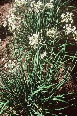 Other Perennial Herbs Chives Allium