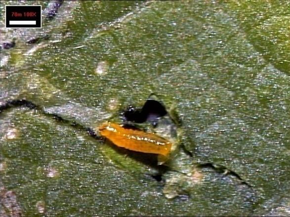 Earlier history of invasive pests in vegetables Serpentine leaf miner,