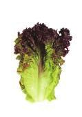 LESSON 5 NUTRIENT CONTENT OF 4 TYPES OF SALAD GREENS Nutrient Content of 4 Types of Salad Greens Iceberg Lettuce