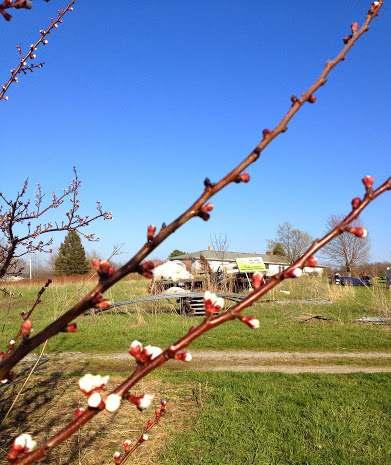 Apricot, non-misted and misted buds on April 25,