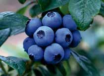Large, firm large, firm fruits with excellent flavour produced in mid July on compact fruit with excellent