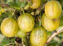 The fruit is produced in late July and can be used for dessert or culinary purposes.