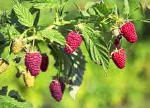 Raspberry Autumn Bliss 5038057003939 2m/2m A recommended variety, fruiting from August to early October.