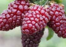 5m Popular early July fruiting variety which is one of the earliest to fruit each summer.