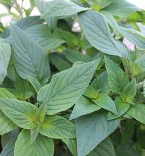 partial shade Culinary herb;