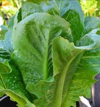 romaine, buttercrunch French