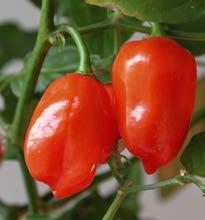 3-4 pepper; easy to grow Excellent