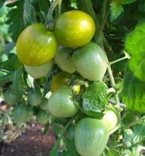 tomato; rich fruity flavour Green