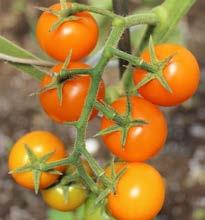 tomato; very sweet Tomato