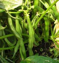 non-gmo Beans, Green Jade Beets