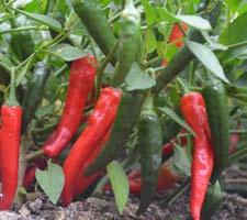Prolific yields; snack-sized bell