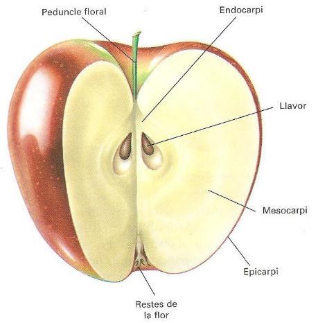 Pome: Pomes are simple fleshy fruits, the bulk of whose flesh comes from, the enlarged receptacle that grows