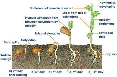Epicotyl: The stem part of the axis above the cotyledons, which at this stage is