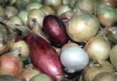 Bulb Onions Composition of