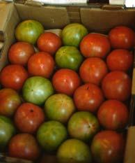 At Packhouse Checker boarding Due to poor separation of maturity stages of round tomatoes at