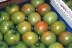 ripen Composition of Ripe Grape Tomato Harvested at 3 Stages of Maturity Initial Maturity Stage