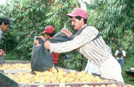Mechanized Packing of Fruit Harvested
