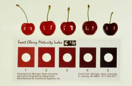 Cherry Color Categories Full Dark