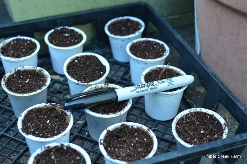 Step 3 Scoop potting soil into the recycled seed starters. Pack lightly but make the pod full. Now for the seeds. Step 4 The most important part of this step is LABEL the recycled seed starters.