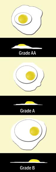 CHAPTER 3 EGGS AND DAIRY PRODUCTS There are USDA grades for shell eggs Grades AA, A, and B.