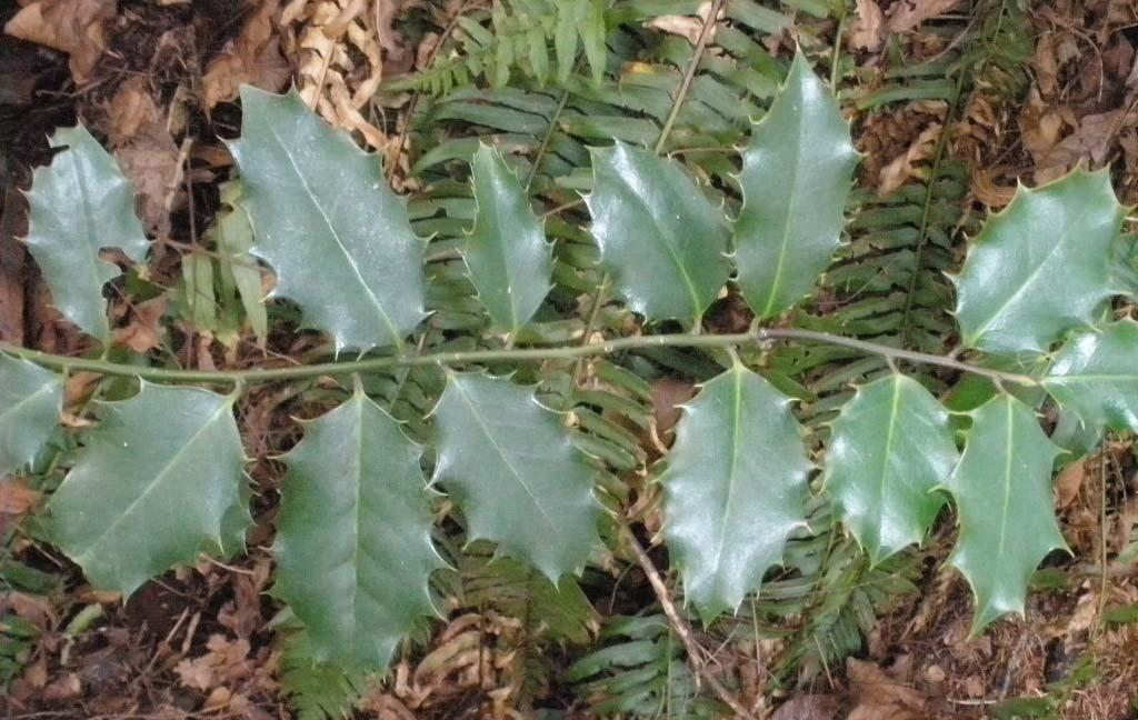 English Holly- invasive Large, dense, slow-growing, evergreen tree or shrub, 15 to 50 feet tall and up to 15 feet wide or more Can grow as either a single-trunked tree or a