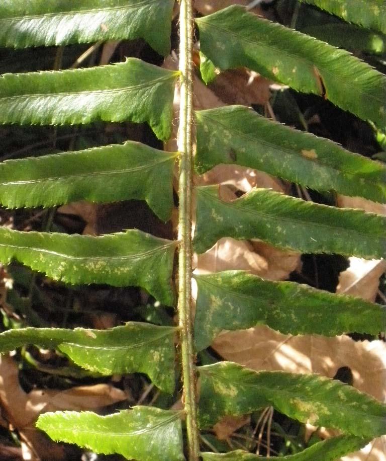 Lance shaped leaf, alternate leaflets