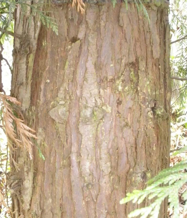 Western Redcedar- native Up to 60 meters tall; branches