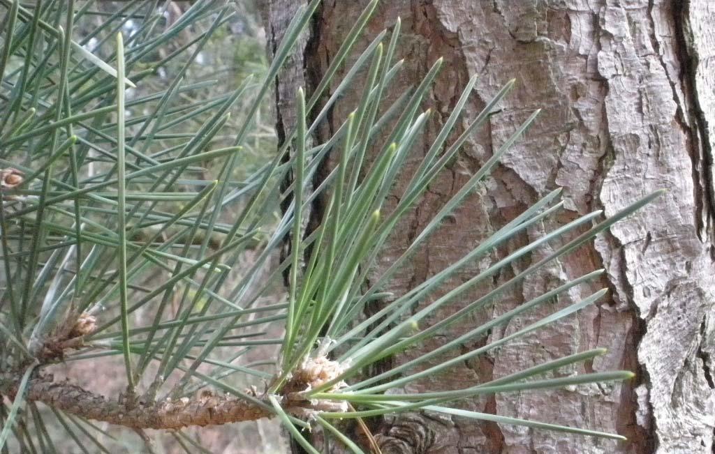 Pine trees (general) Needles always in clusters,