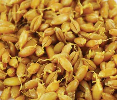 EDME WHOLESOFT SPROUTED WholeSoft Sprouted are grains, seeds or pulses that have been