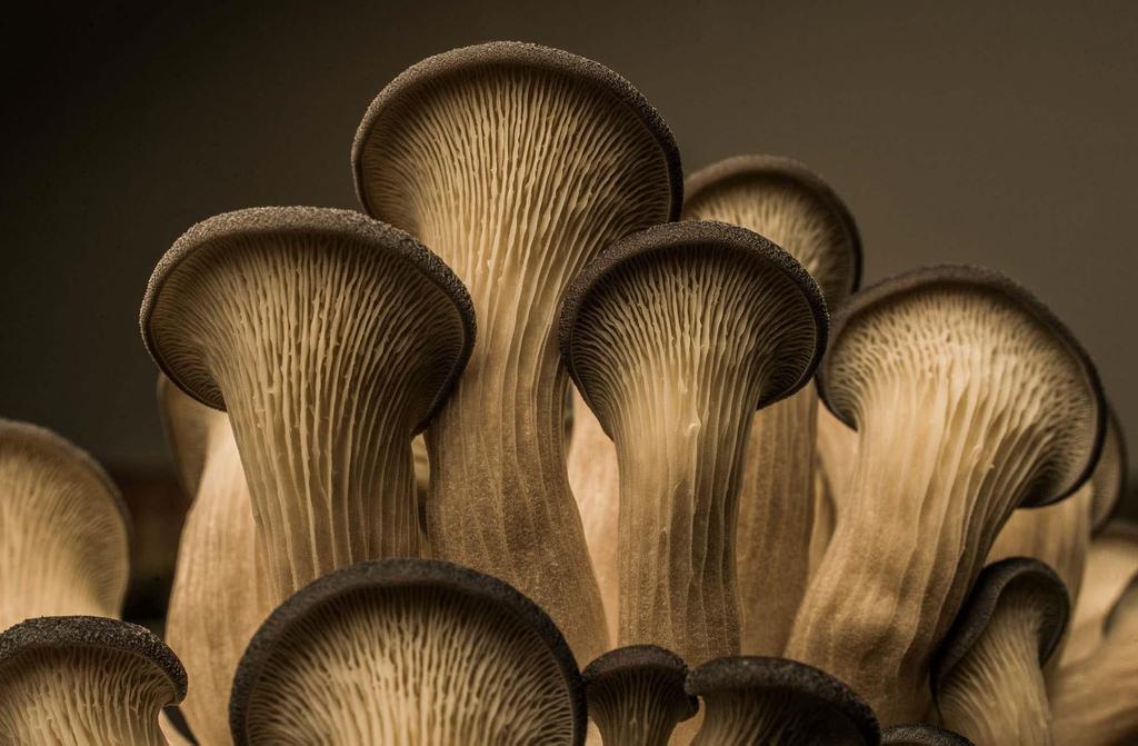 When we first started growing Oyster mushrooms on coffee waste back in 2011 we could see instantly why it made so much sense.
