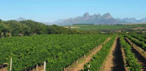 SOUTH AFRICA PARROTFISH Parrotfish wines are made from selected vineyards in South Africa s Western Cape, where the bracing Benguela current brings cool breezes perfect conditions for making fresh